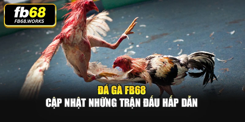 Đá gà FB68 cập nhật những trận đấu hấp dẫn