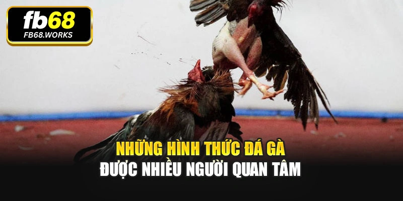 Những hình thức đá gà được nhiều người quan tâm