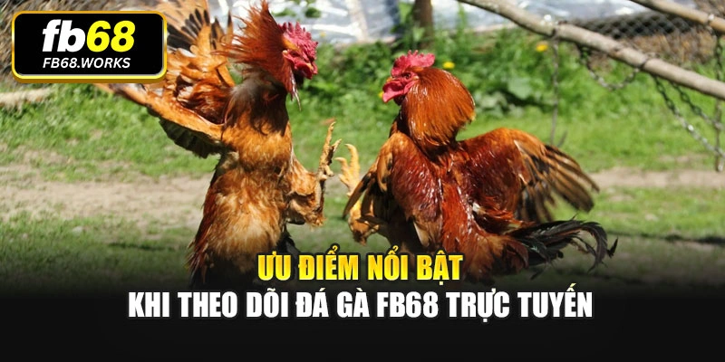 Ưu điểm nổi bật khi theo dõi đá gà FB68 trực tuyến